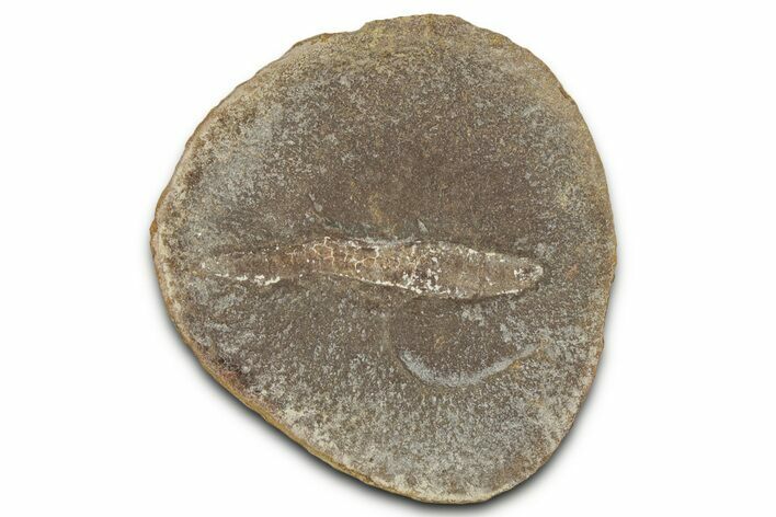 Pennsylvanian Worm Fossil - Mazon Creek #325932